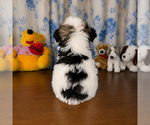 Small #36 Morkie