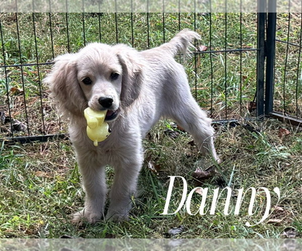 Medium Photo #1 Cockapoo Puppy For Sale in CHRISTIANSBURG, VA, USA