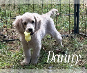 Cockapoo Puppy for Sale in CHRISTIANSBURG, Virginia USA