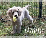 Small Cockapoo