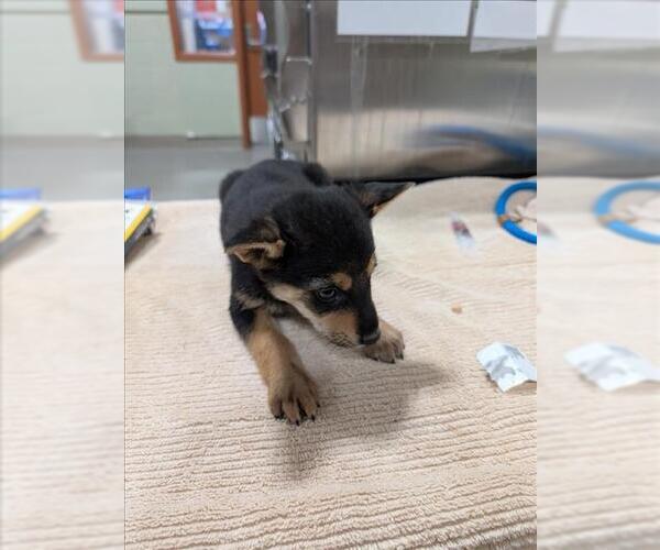 Medium Photo #1 Mutt Puppy For Sale in Upland, CA, USA