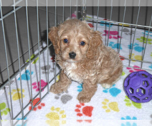 Cocker Spaniel-Poodle (Miniature) Mix Puppy for Sale in ORO VALLEY, Arizona USA