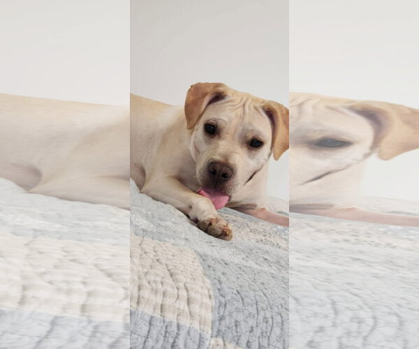 Medium Photo #4 Labrador Retriever-Unknown Mix Puppy For Sale in Macon, MO, USA