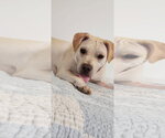 Small Photo #4 Labrador Retriever-Unknown Mix Puppy For Sale in Macon, MO, USA