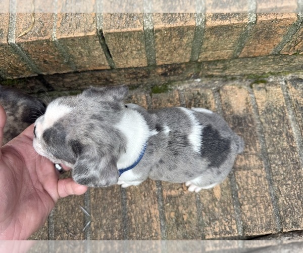 Medium Photo #10 French Bulldog Puppy For Sale in MACON, GA, USA