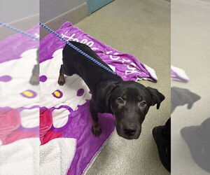 German Shepherd Dog-Unknown Mix Dogs for adoption in Las Vegas, NV, USA