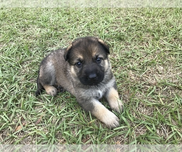 Medium Photo #6 German Shepherd Dog Puppy For Sale in ZEPHYRHILLS, FL, USA