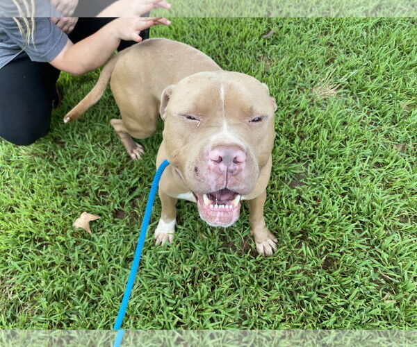 Medium Photo #3 American Pit Bull Terrier Puppy For Sale in Sparta, TN, USA