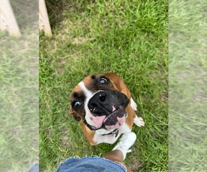 Boxer Puppy for sale in WILLISTON, FL, USA