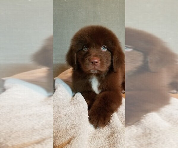 Medium Photo #1 Newfoundland Puppy For Sale in OMAHA, NE, USA