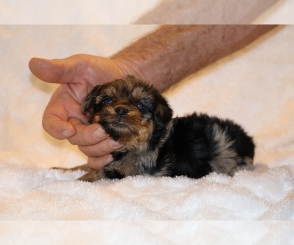Medium Photo #10 Poodle (Toy)-YorkiePoo Mix Puppy For Sale in DYERSBURG, TN, USA