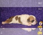 Small Photo #10 Neapolitan Mastiff Puppy For Sale in WASHBURN, MO, USA