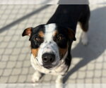 Small Staffordshire Bull Terrier Mix