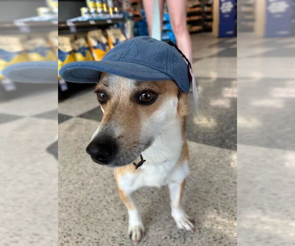 Medium Photo #2 Chihuahua-Unknown Mix Puppy For Sale in San Diego, CA, USA