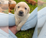 Small #2 Labrador Retriever
