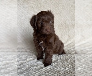 Aussiedoodle Miniature  Puppy for sale in PURDON, TX, USA
