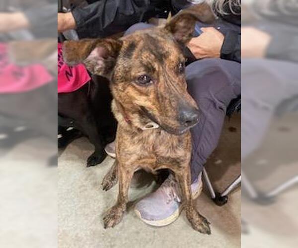 Medium Photo #13 Colonial Cocker Spaniel-Labrador Retriever Mix Puppy For Sale in Coventry, CT, USA