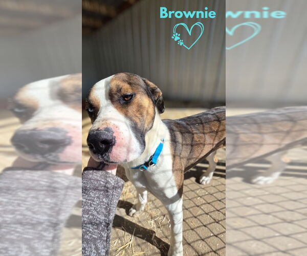 Medium Photo #3 Boxer-Unknown Mix Puppy For Sale in Monte Vista, CO, USA