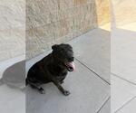 Small #3 Black Mouth Cur-Labrador Retriever Mix