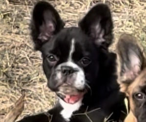 Medium French Bulldog