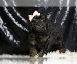 Small Photo #11 Poodle (Miniature) Puppy For Sale in WARSAW, IN, USA