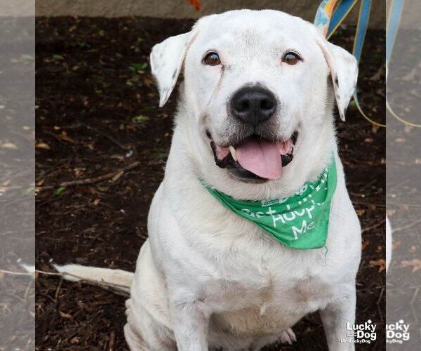 Medium Photo #6 Bulldog-Labrador Retriever Mix Puppy For Sale in Washington, DC, USA
