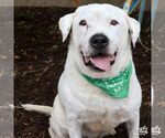 Small Photo #6 Bulldog-Labrador Retriever Mix Puppy For Sale in Washington, DC, USA