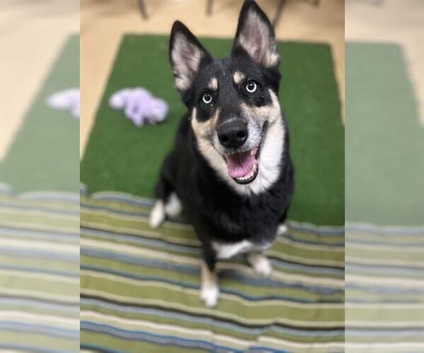 Medium Photo #1 Siberian Husky-Unknown Mix Puppy For Sale in Chula Vista, CA, USA