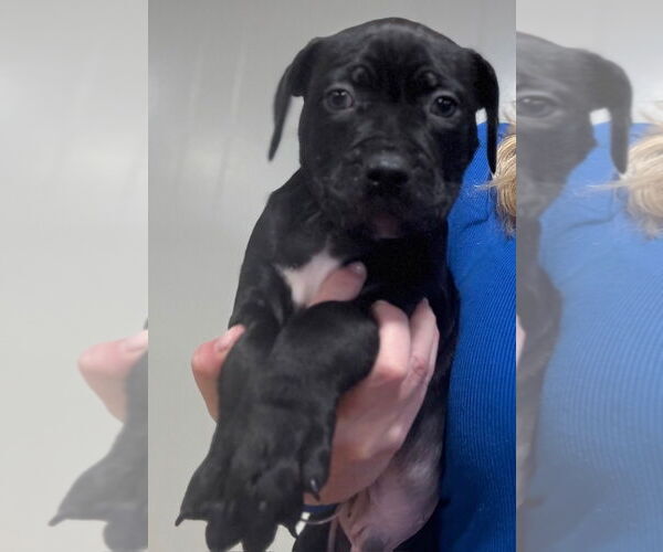 Medium Photo #1 Mutt Puppy For Sale in Clarkston, MI, USA