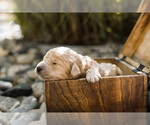 Small Photo #1 Goldendoodle Puppy For Sale in HUDSONVILLE, MI, USA