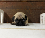 Puppy Petunia Pug