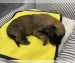 Small Photo #261 Belgian Malinois Puppy For Sale in REESEVILLE, WI, USA