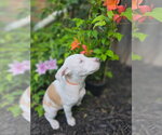 Small #2 Catahoula Leopard Dog Mix