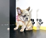 Small Photo #47 French Bulldog Puppy For Sale in LITTLE ROCK, AR, USA