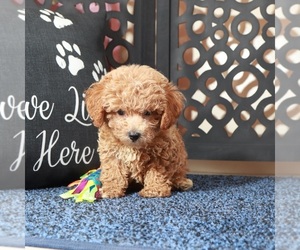 Poochon Puppy for sale in MOUNT VERNON, OH, USA