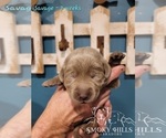 Small Photo #77 Labrador Retriever Puppy For Sale in POCAHONTAS, IL, USA