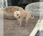 Small #10 Mutt