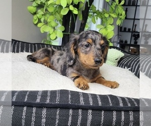 Dachshund Puppy for sale in FRANKLIN, IN, USA
