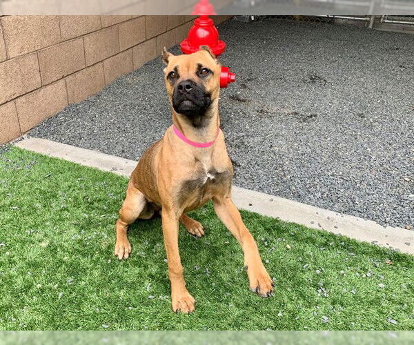 Medium Photo #2 Boxer-Unknown Mix Puppy For Sale in Moreno Valley, CA, USA