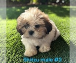 Small #3 Shih Tzu