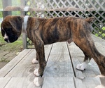Small Photo #13 Boxer Puppy For Sale in HUMBOLDT, TN, USA