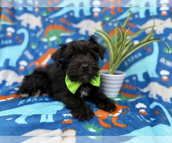 Medium Photo #8 Schnauzer (Miniature) Puppy For Sale in LAKELAND, FL, USA