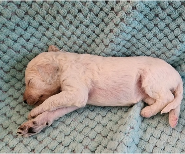 Medium Photo #50 Poodle (Standard) Puppy For Sale in CLAYTON, WA, USA