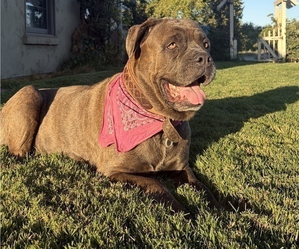 Medium Photo #1 Cane Corso-Doberman Pinscher Mix Puppy For Sale in MODESTO, CA, USA