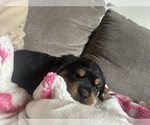 Small #2 Rottweiler