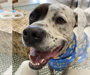 American Bulldog-Pointer Mix Dogs for adoption in Fort Pierce, FL, USA