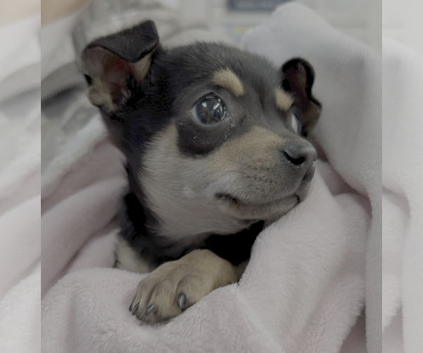 Medium Photo #3 Chihuahua-Unknown Mix Puppy For Sale in Bellevue, WA, USA