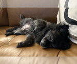 Small #3 Pekingese Mix