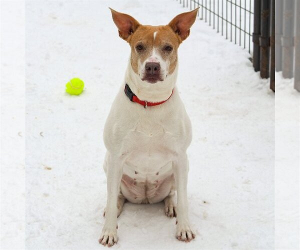 Medium Photo #2 American Staffordshire Terrier-Pointer Mix Puppy For Sale in Huntley, IL, USA