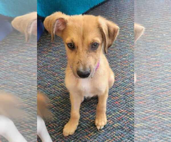 Medium Photo #2 Mutt Puppy For Sale in Newport Beach, CA, USA